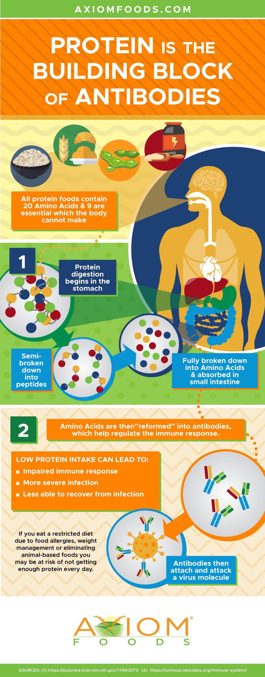 Protein and immune function